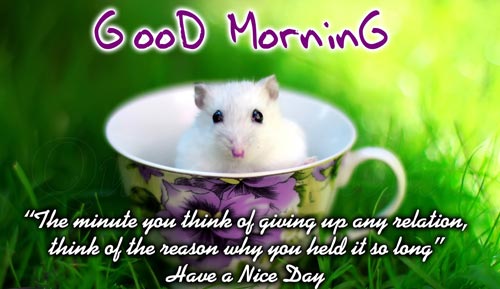 Beautiful Good Morning Nature Images with Quotes