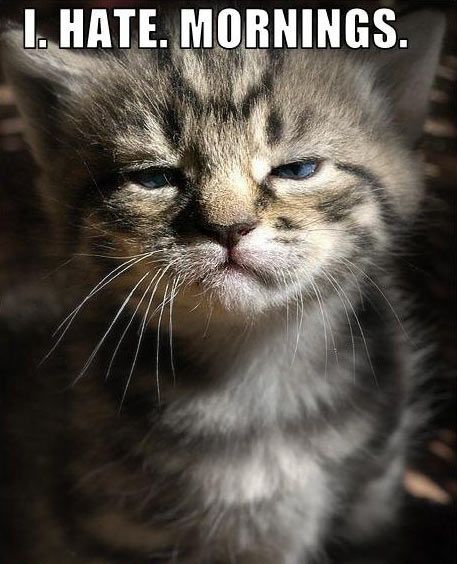 100+ Funny Good Morning Quotes for Friends 100+ Funny Good Morning Quotes for Friends