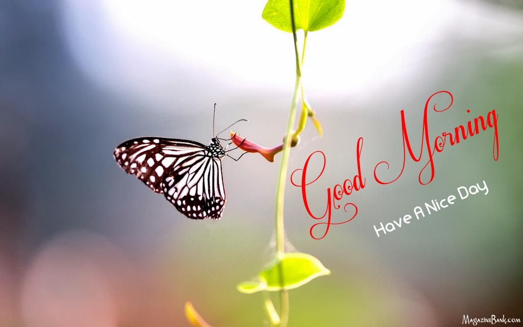 20 Beautiful Good Morning Have a Nice Day Wallpapers 20 Beautiful Good Morning Have a Nice Day Wallpapers