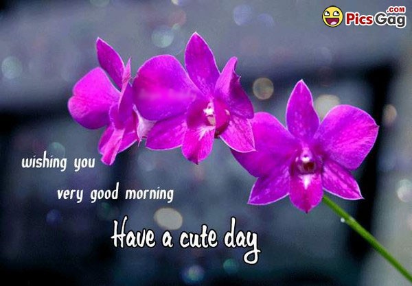 have a cute day good morning flower images