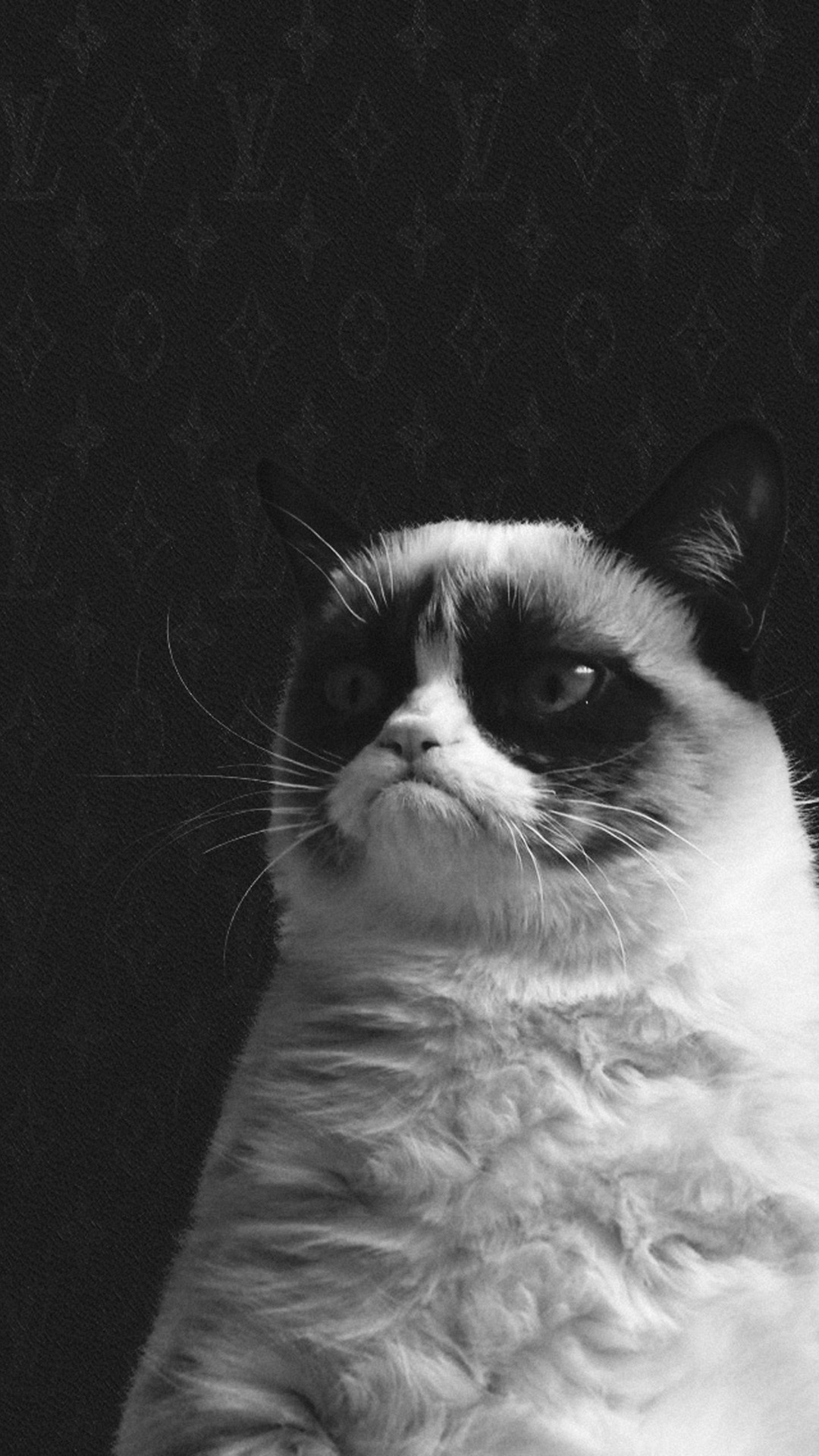 Funny-Grumpy-Cat-HD-Wallpaper-iPhone-6-plus