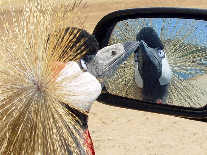 funny bird looking mirror Funniest Pictures on the internet