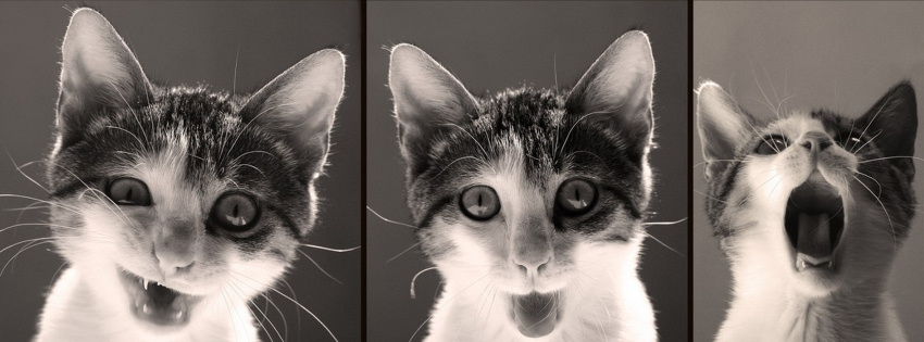 50+ Amazing Funny Facebook Covers Pictures 50+ Amazing Funny Facebook Covers Pictures