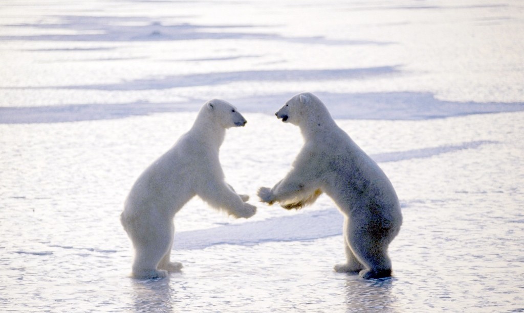 10+ Best Funny Love Pictures Free Download 10+ Best Funny Love Pictures Free Download