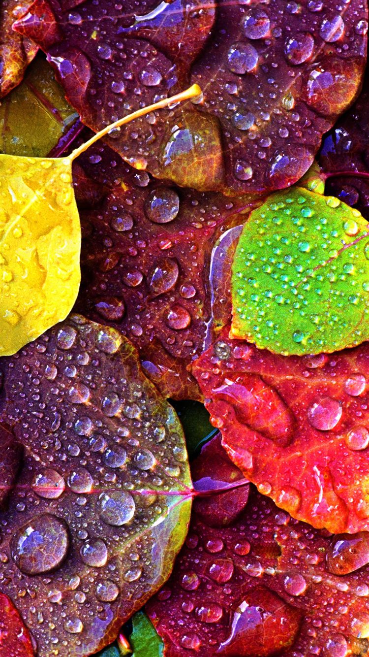 60+ Cool iPhone 6S funny Wallpapers and Backgrounds in HD Quality 60+ Cool iPhone 6S funny Wallpapers and Backgrounds in HD Quality
