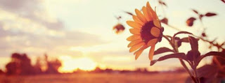 sun flowers morning facebook covers