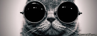 funny cat cover photos