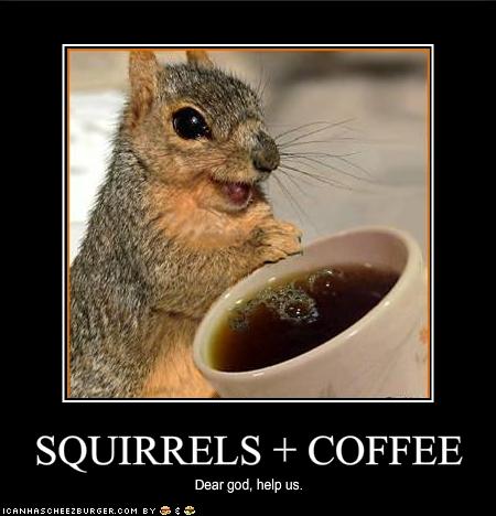 funny-pictures-squirrels-have-discovered-coffee