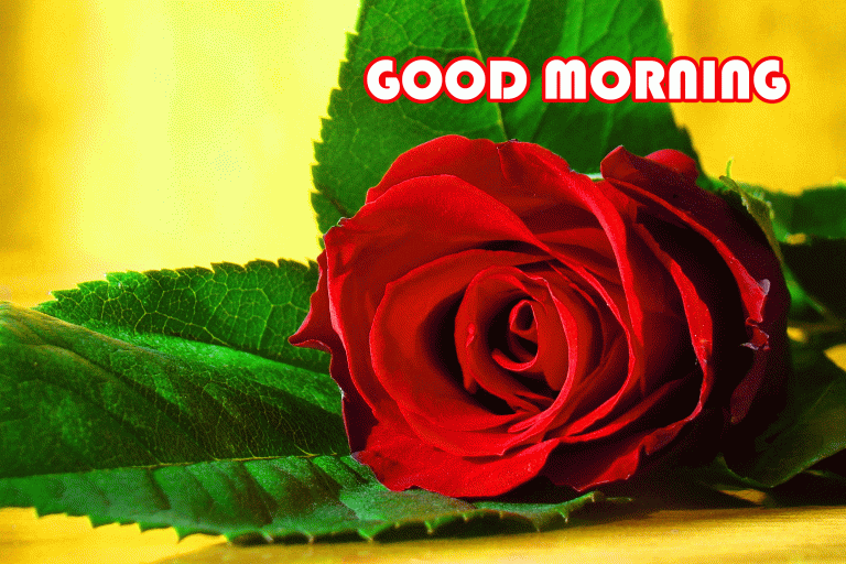 60+ Beautiful Good Morning Rose Images - Freshmorningquotes